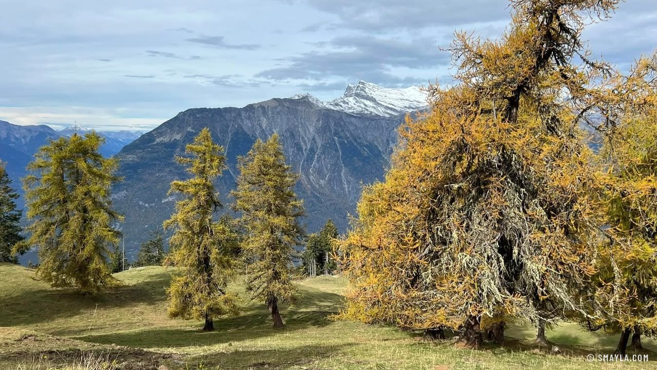Larches on the pasture