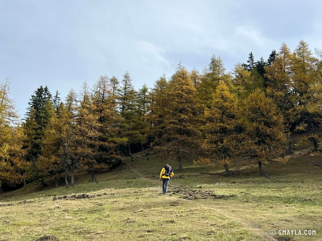 Pasture and larch forest
