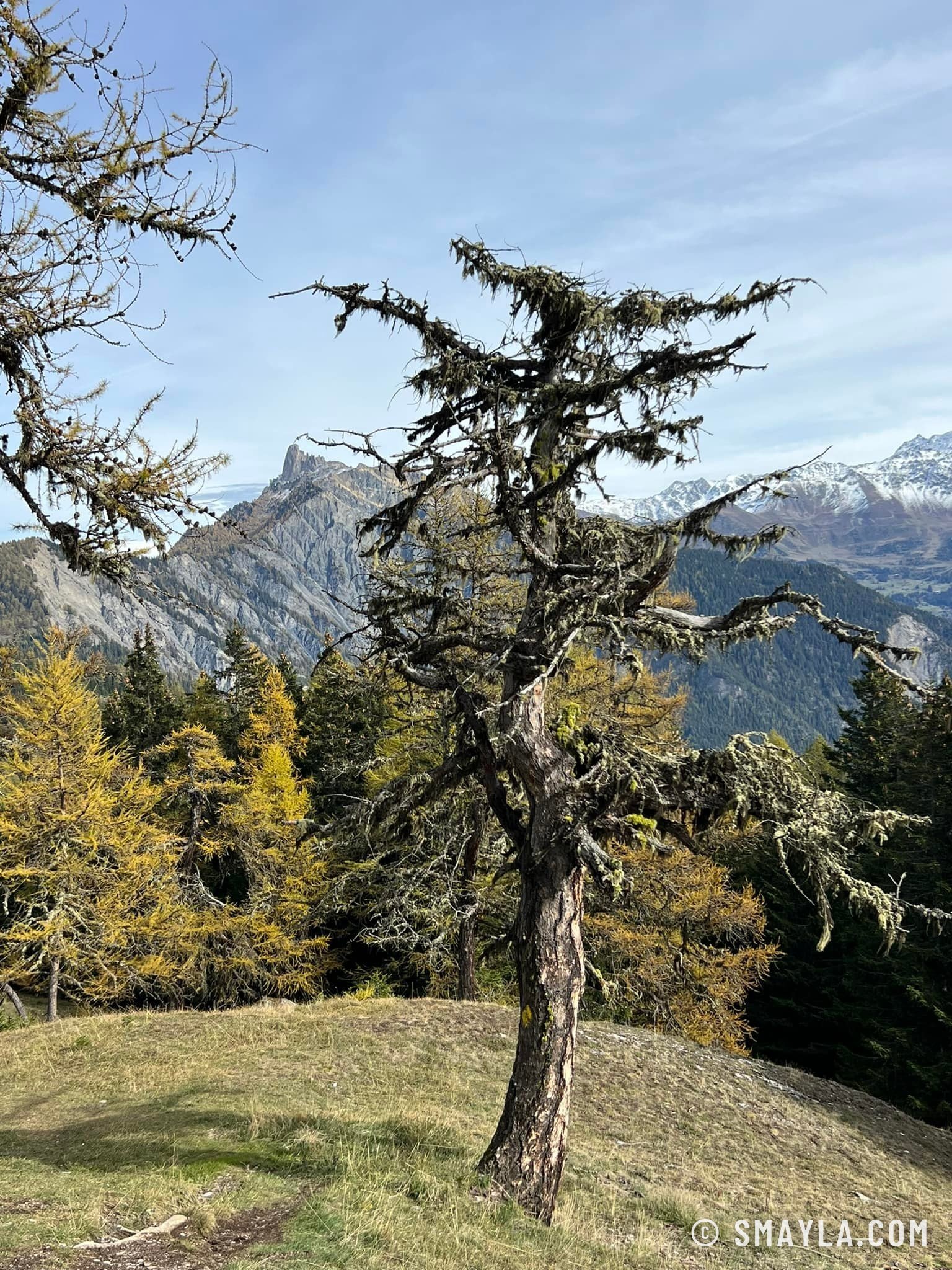 Old twisted tree