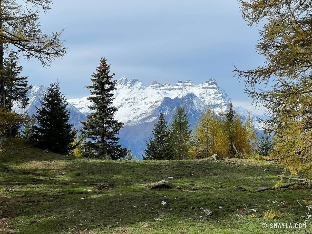 Snowy peak between the firs