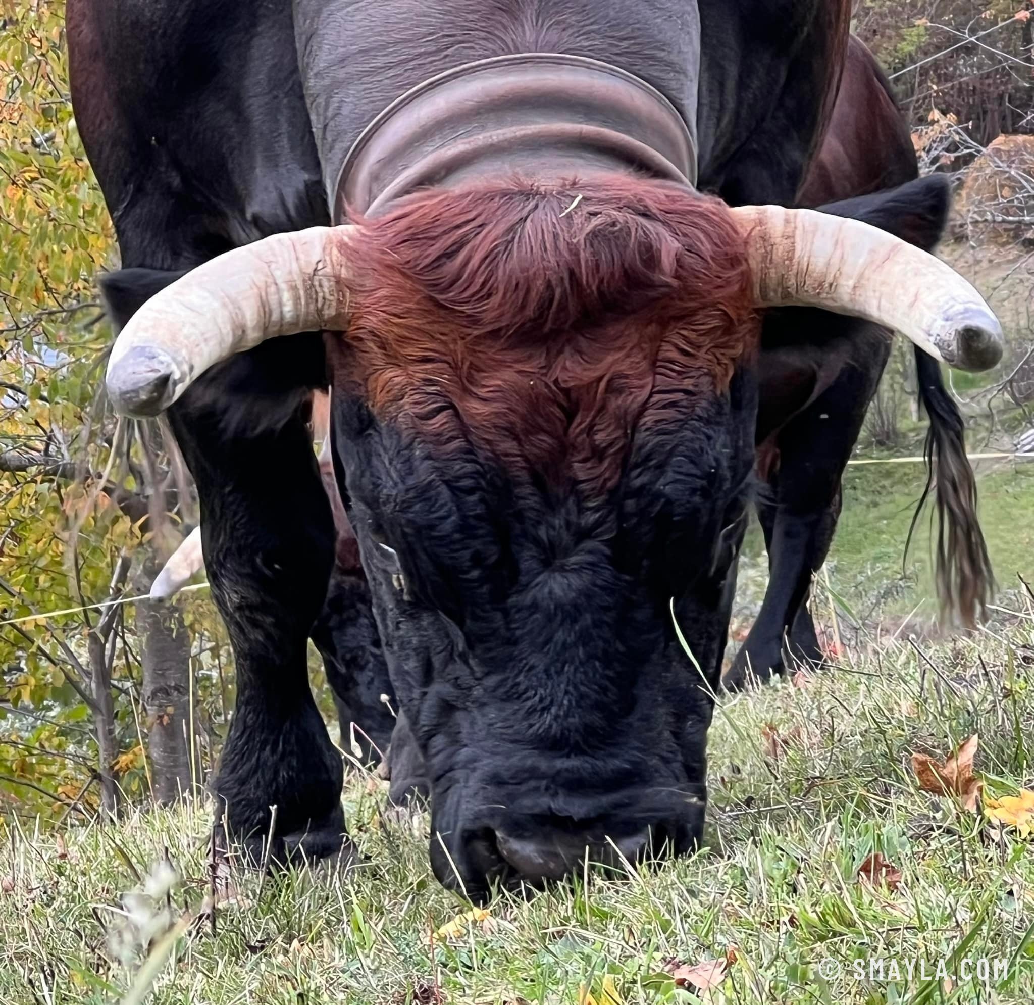 Hérens cow