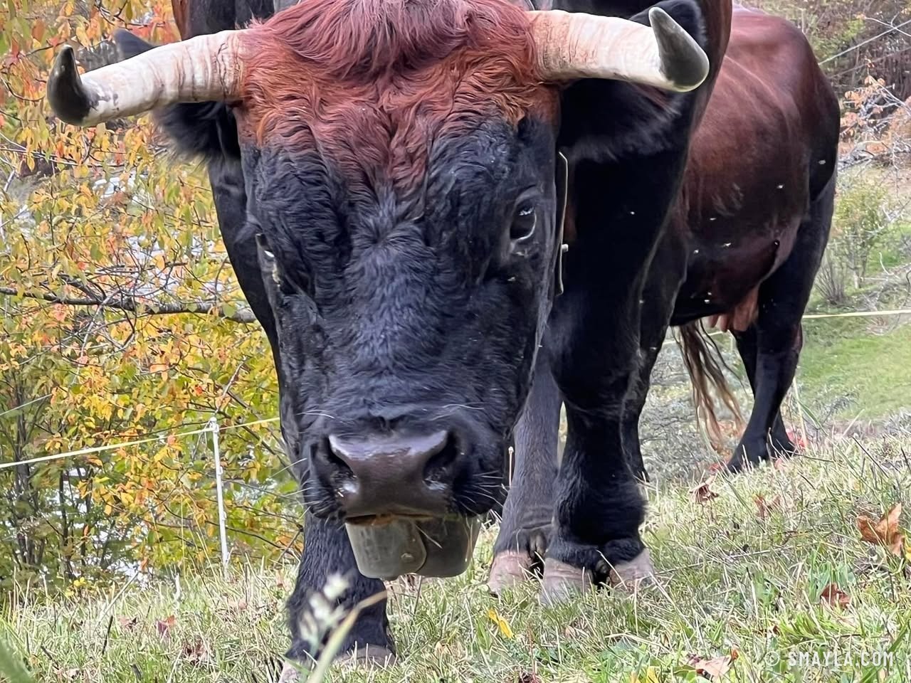 Hérens cows in the meadow