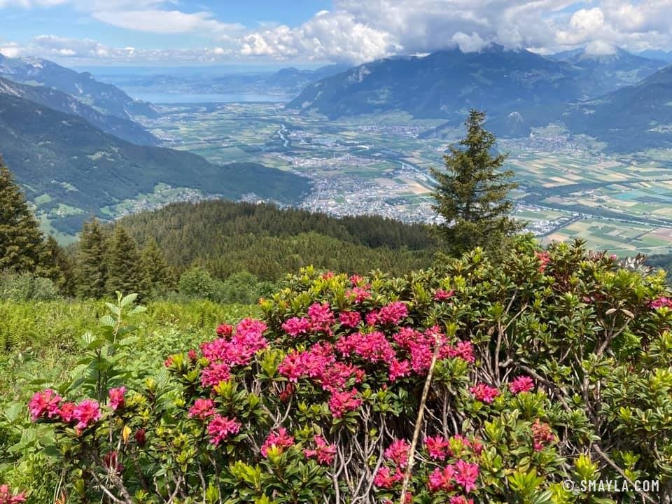 Rhododendrons au-dessus de la plaine du Rhône