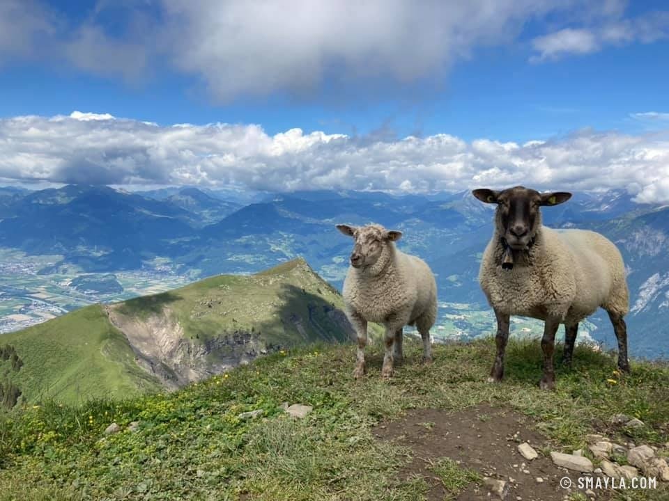 Moutons sur la crête