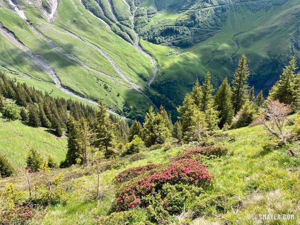 Rhododendrons et vallons verts