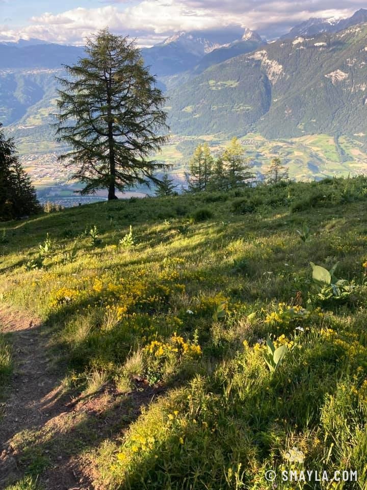 Mélèze sur le chemin du retour