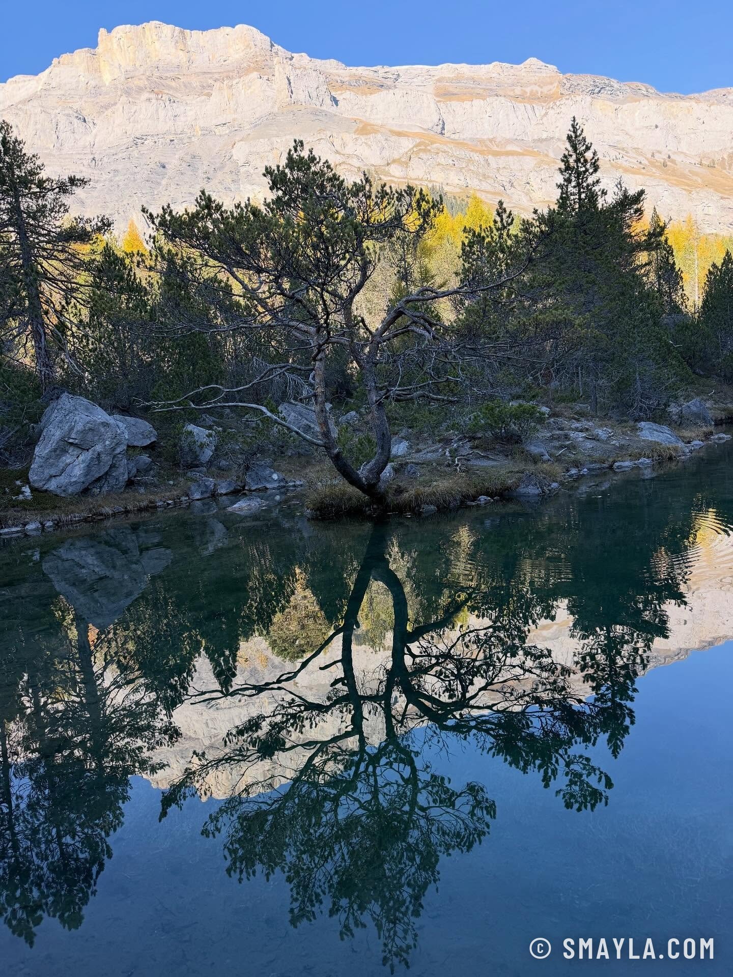 Pin sur la rive du lac
