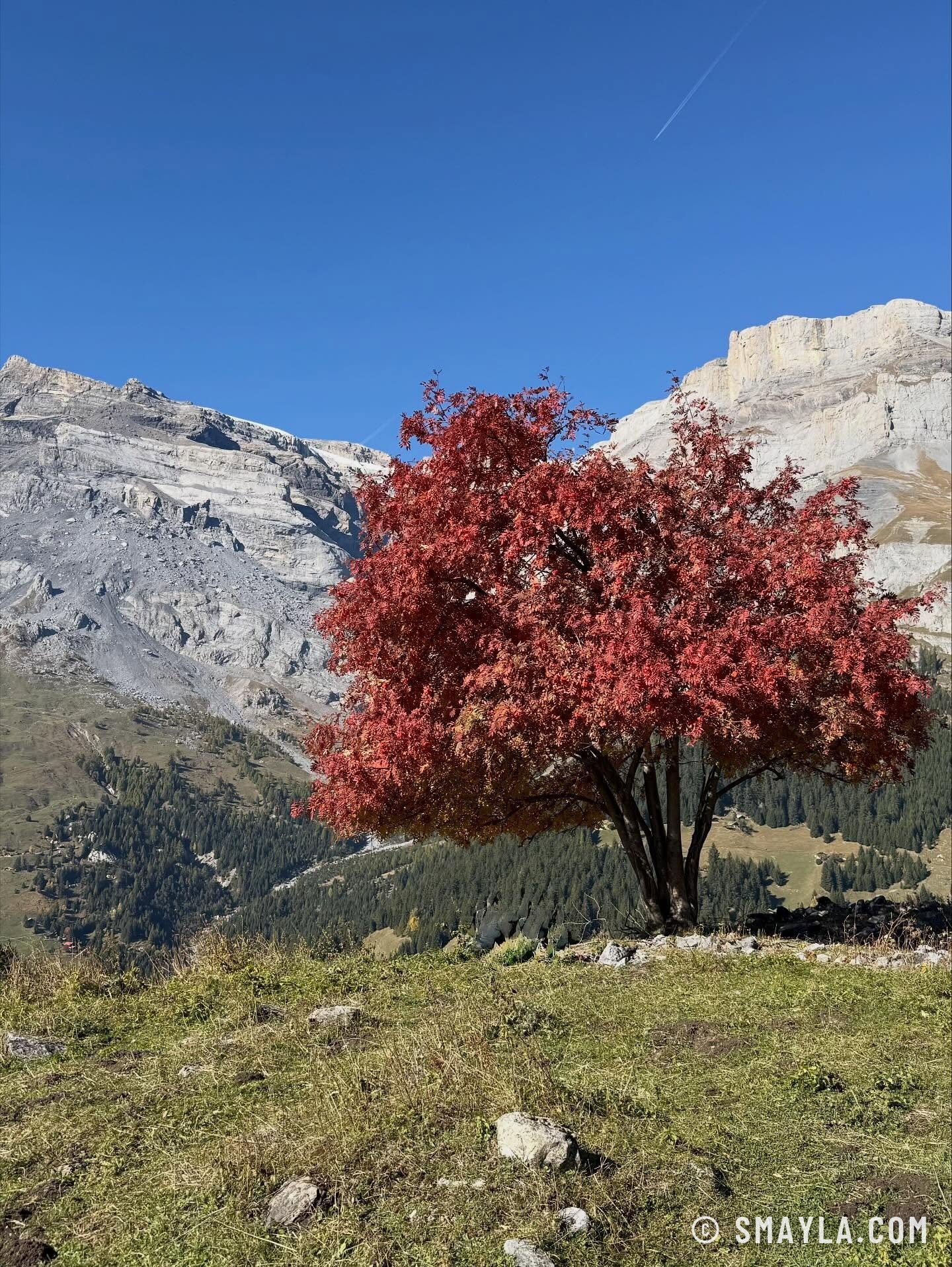 Sorbier rouge sous les parois