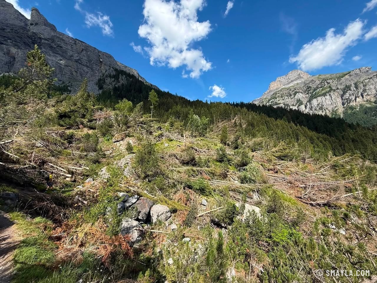 Forêt couchée par l'avalanche