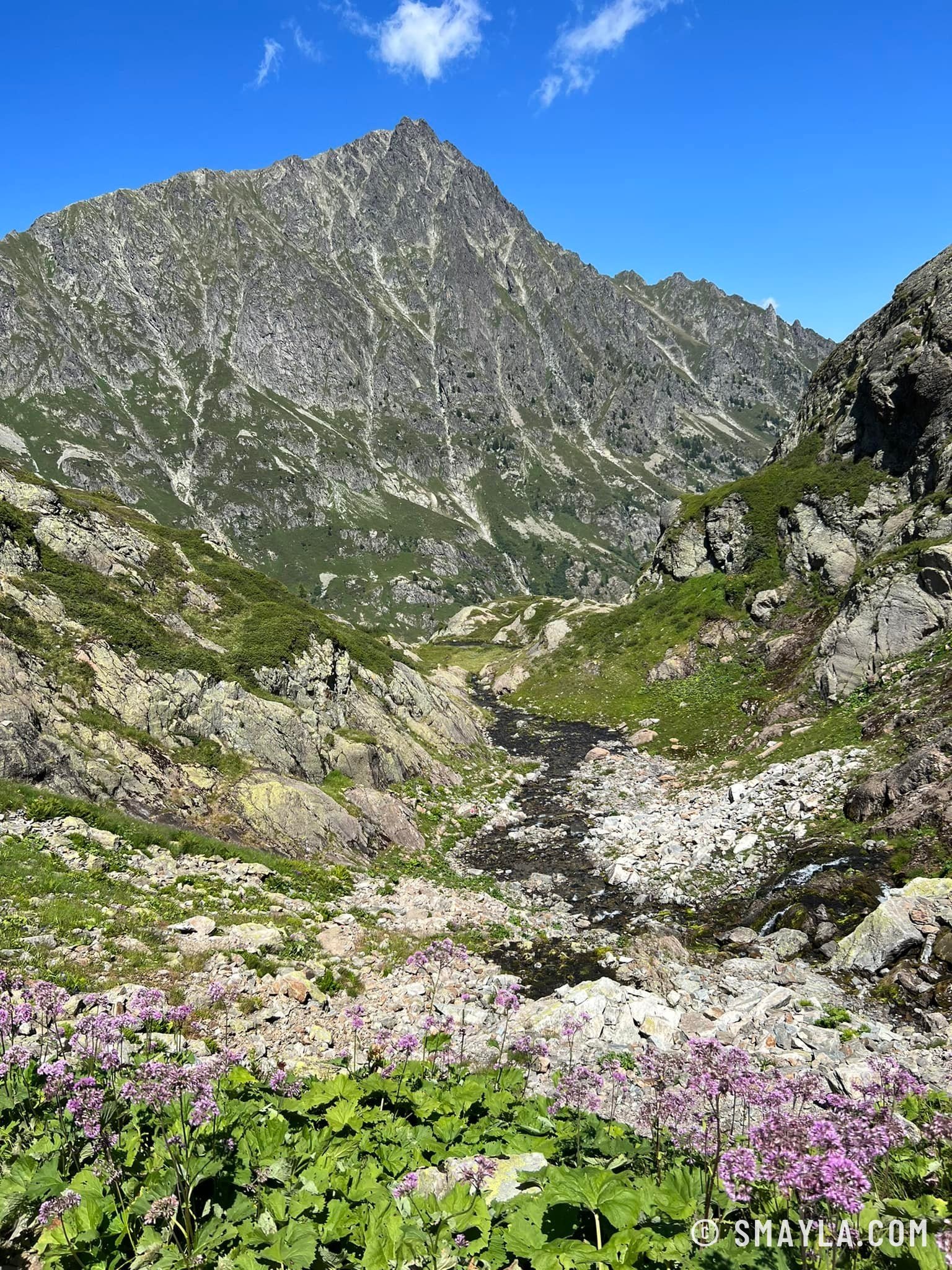 Fleurs sous les crêtes