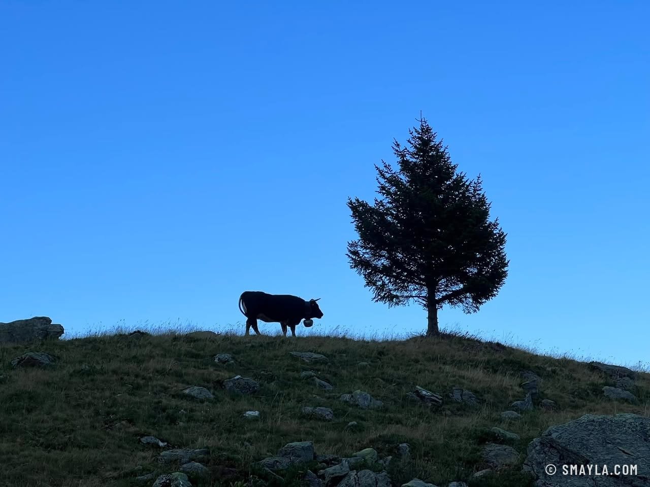 Vache d'Hérens et sapin