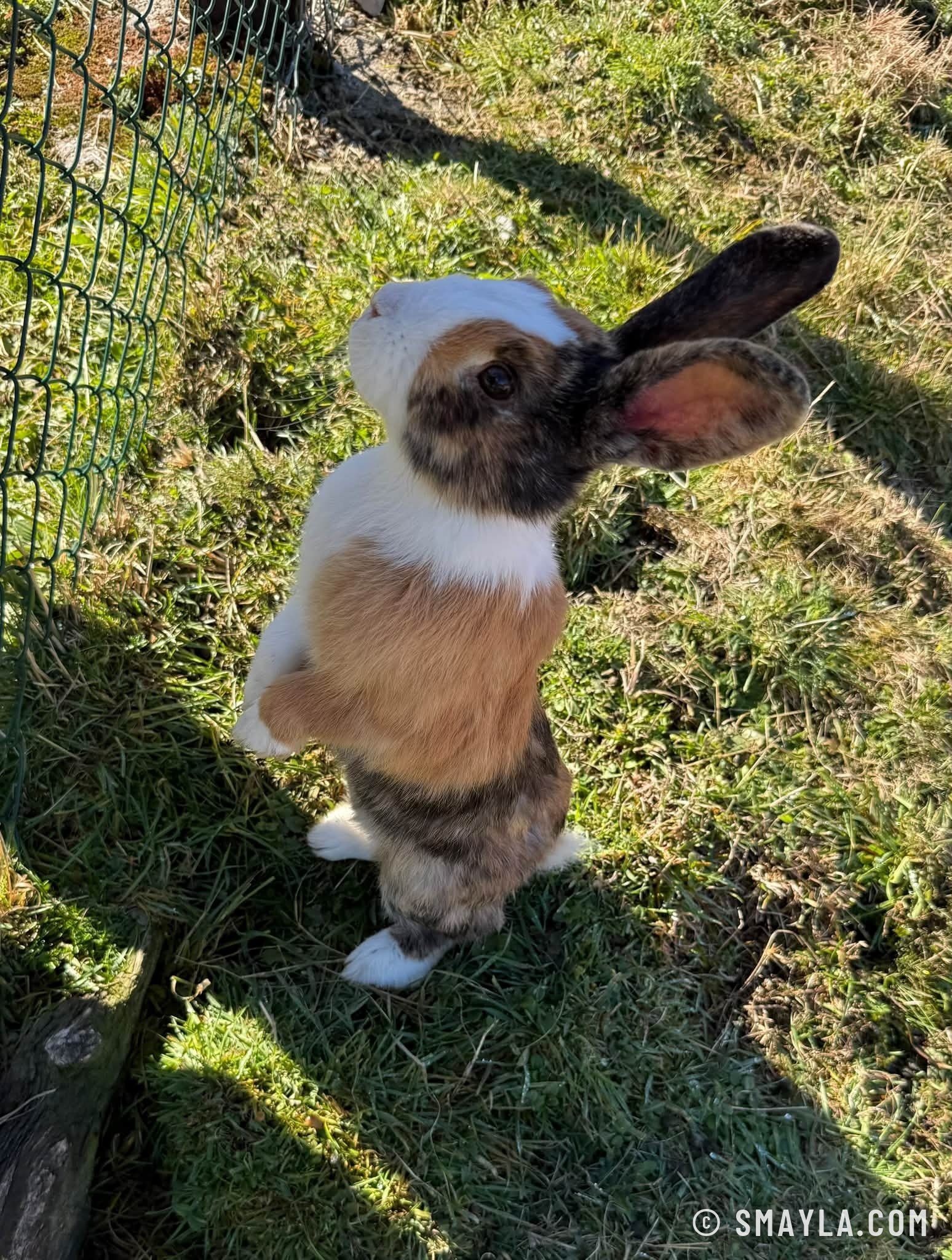 Curious rabbit in the grass