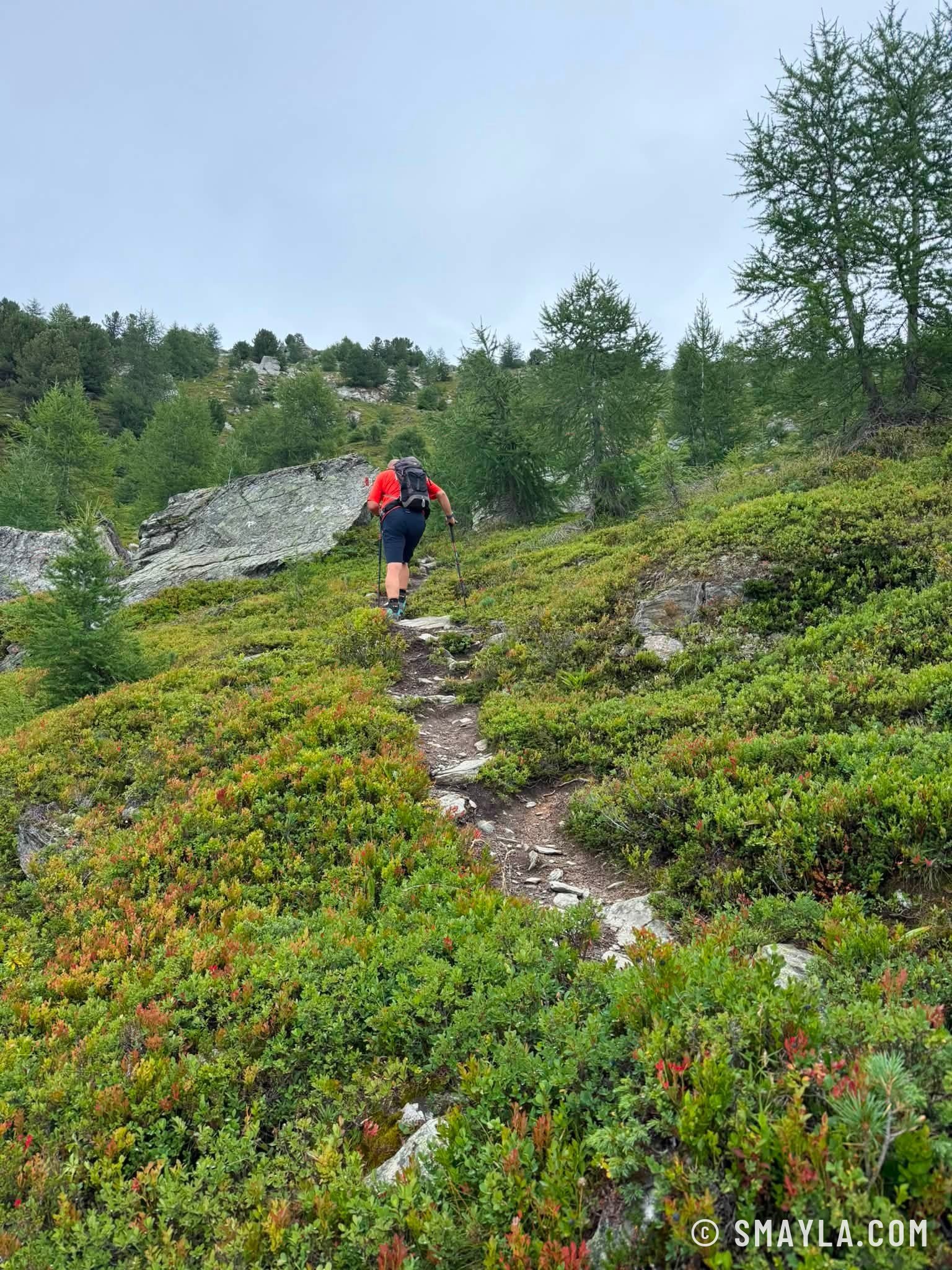 Sentier dans les myrtilles
