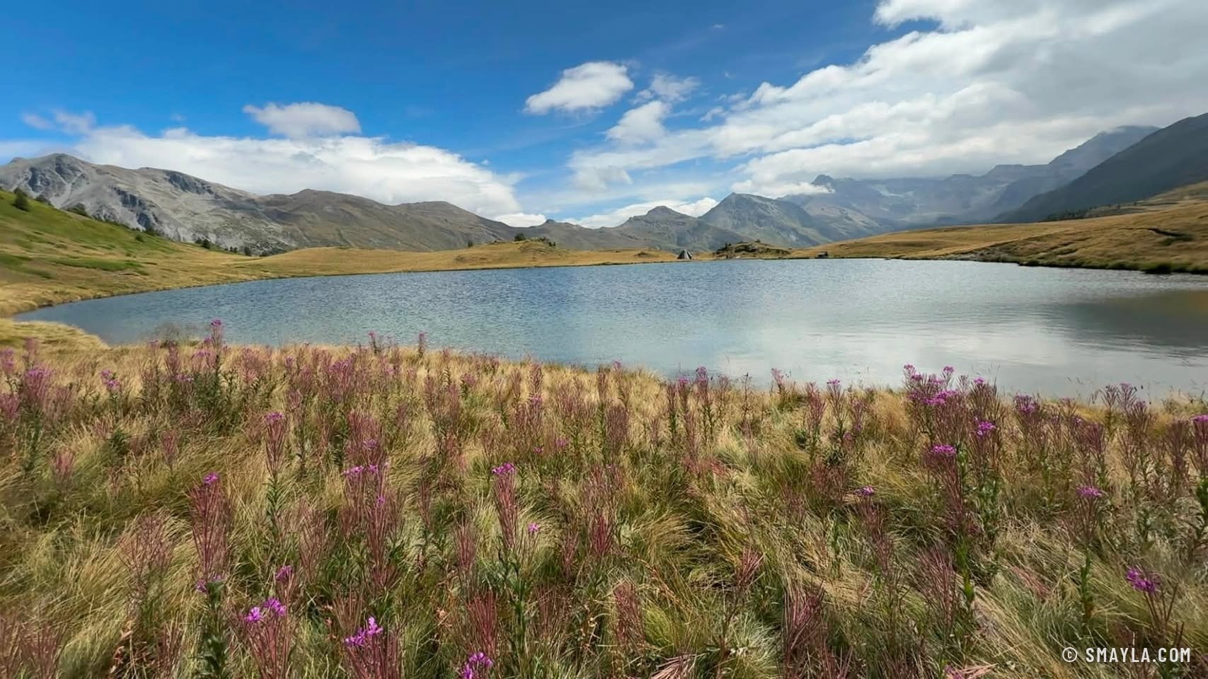 Épilobes au bord du lac