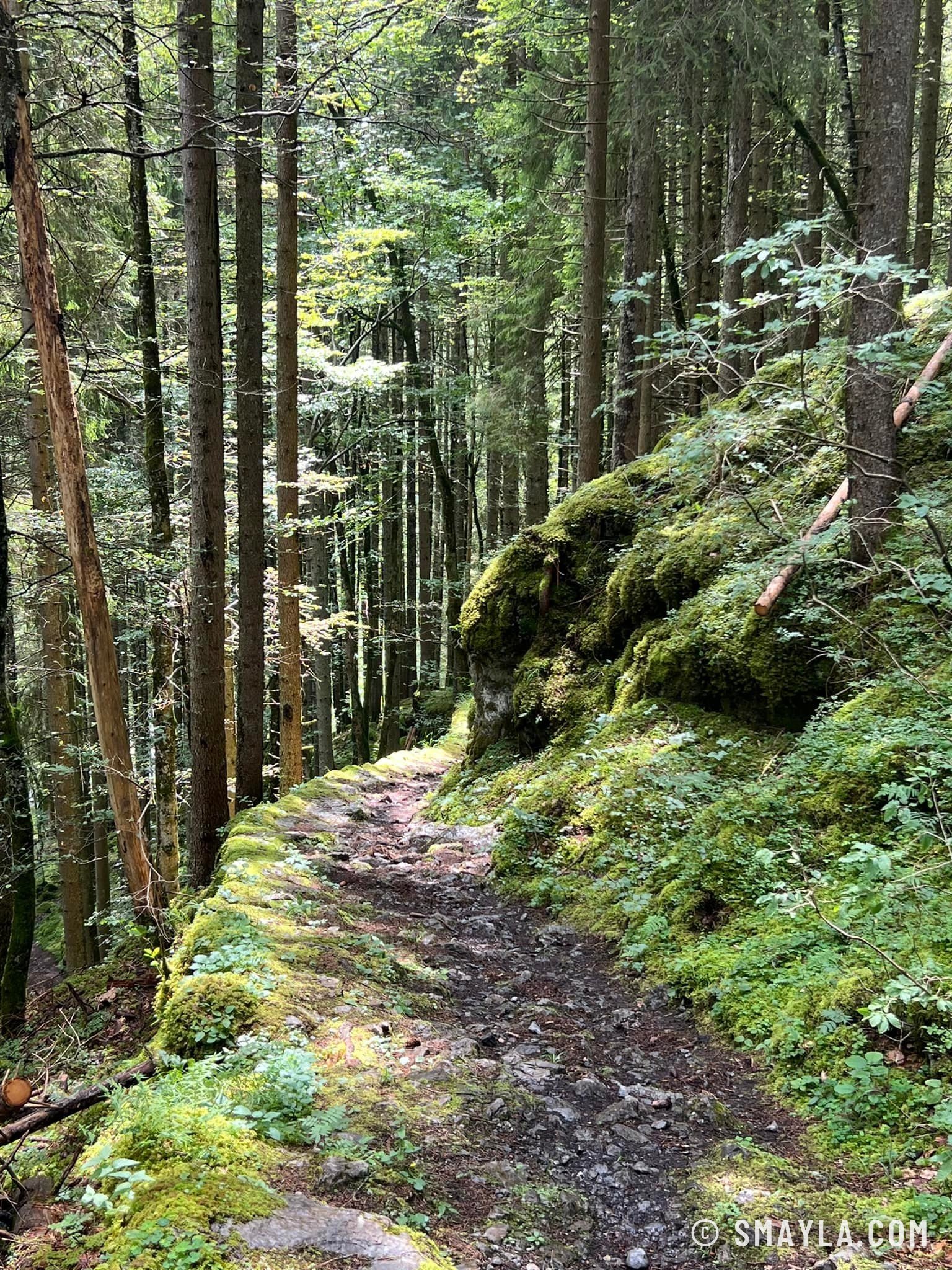 Forêt toute en mousses