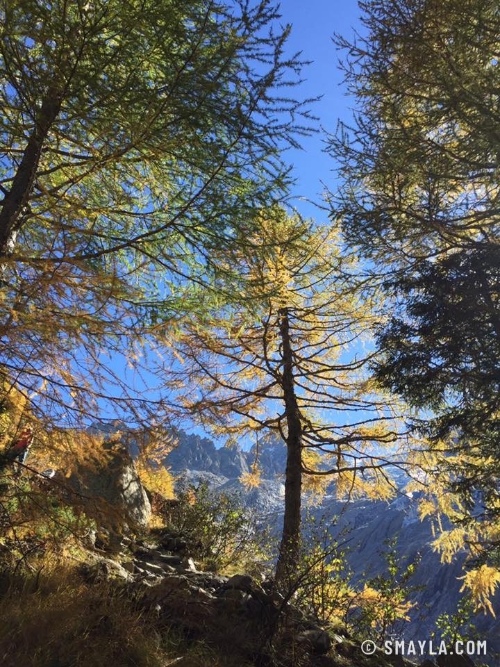 Mélèzes d'automne