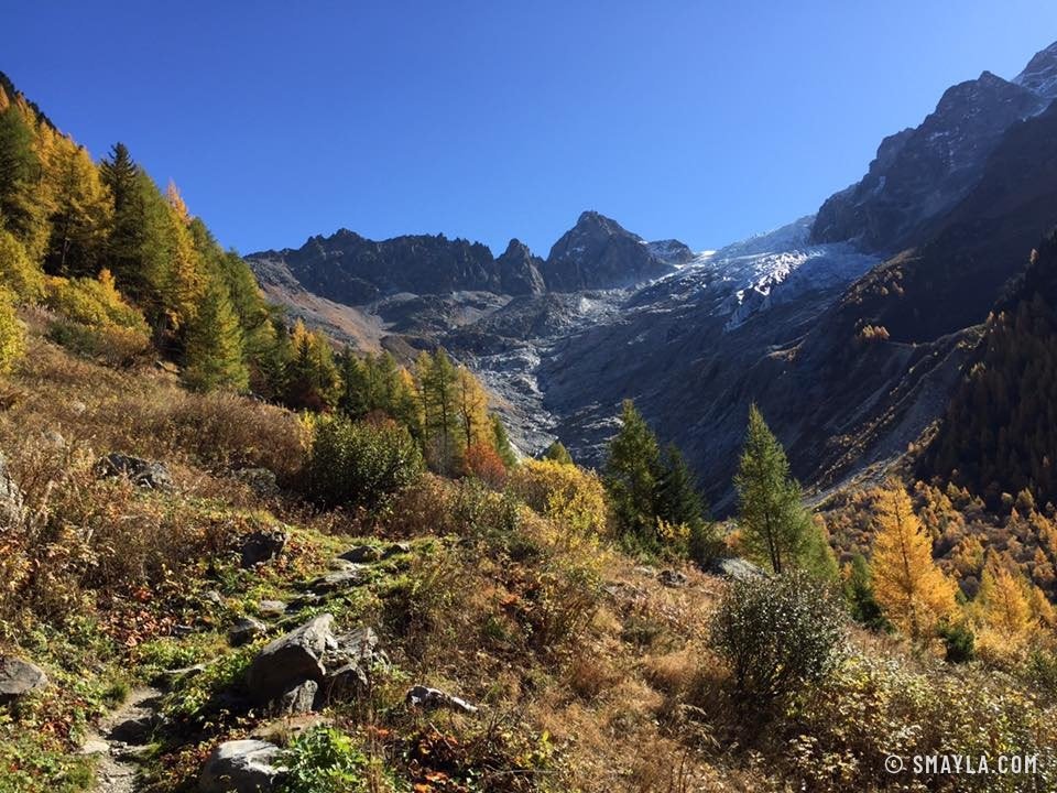 Le glacier du Trient au-dessus des mélèzes