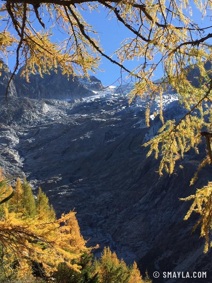 Le glacier entre les branches dorées
