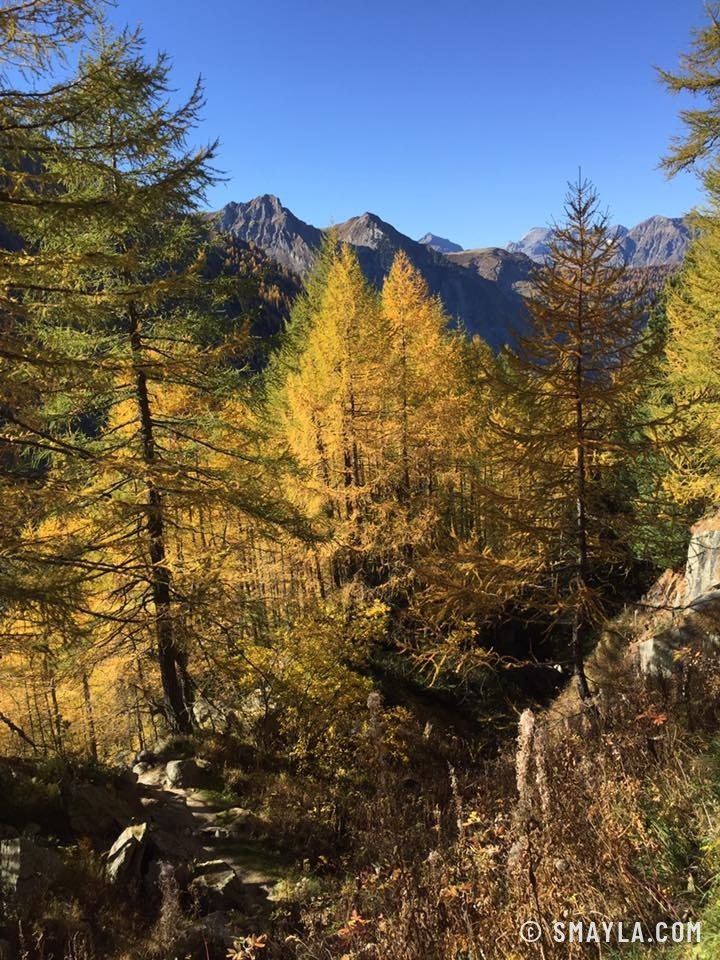 Mélèzes dans le vallon