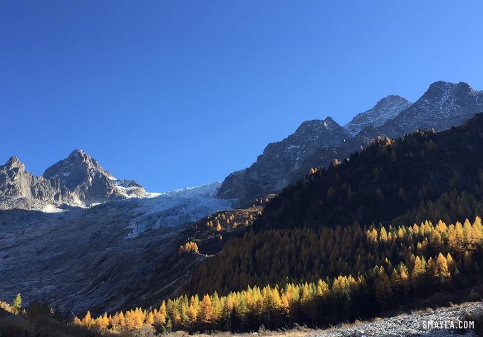 Forêt dorée sous les sommets