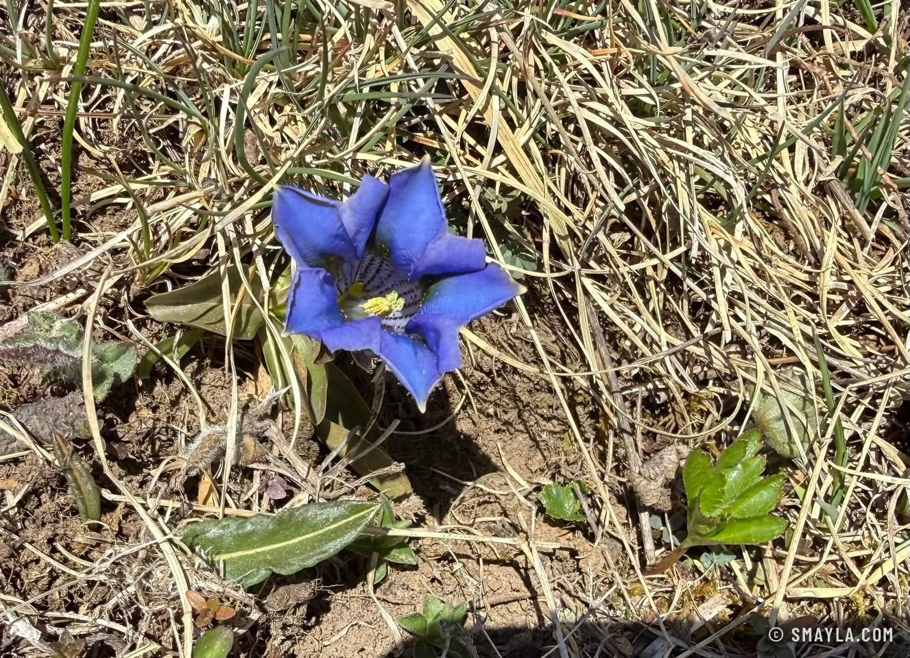 Spring gentian