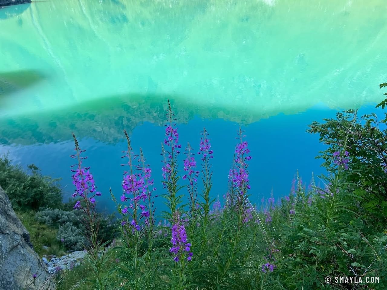 Épilobes devant l'eau turquoise