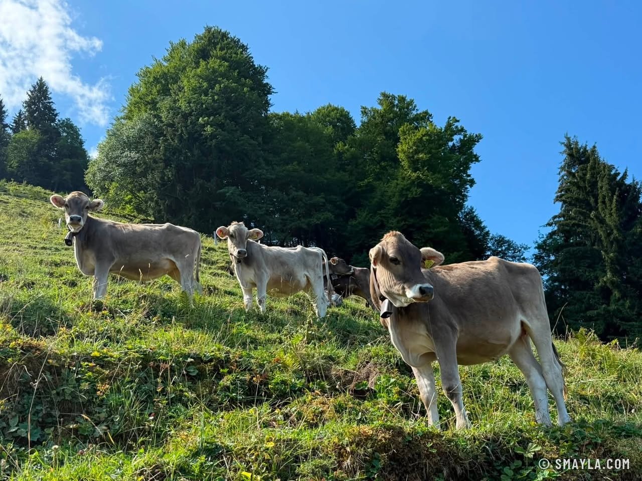 Vaches brunes dans le pré