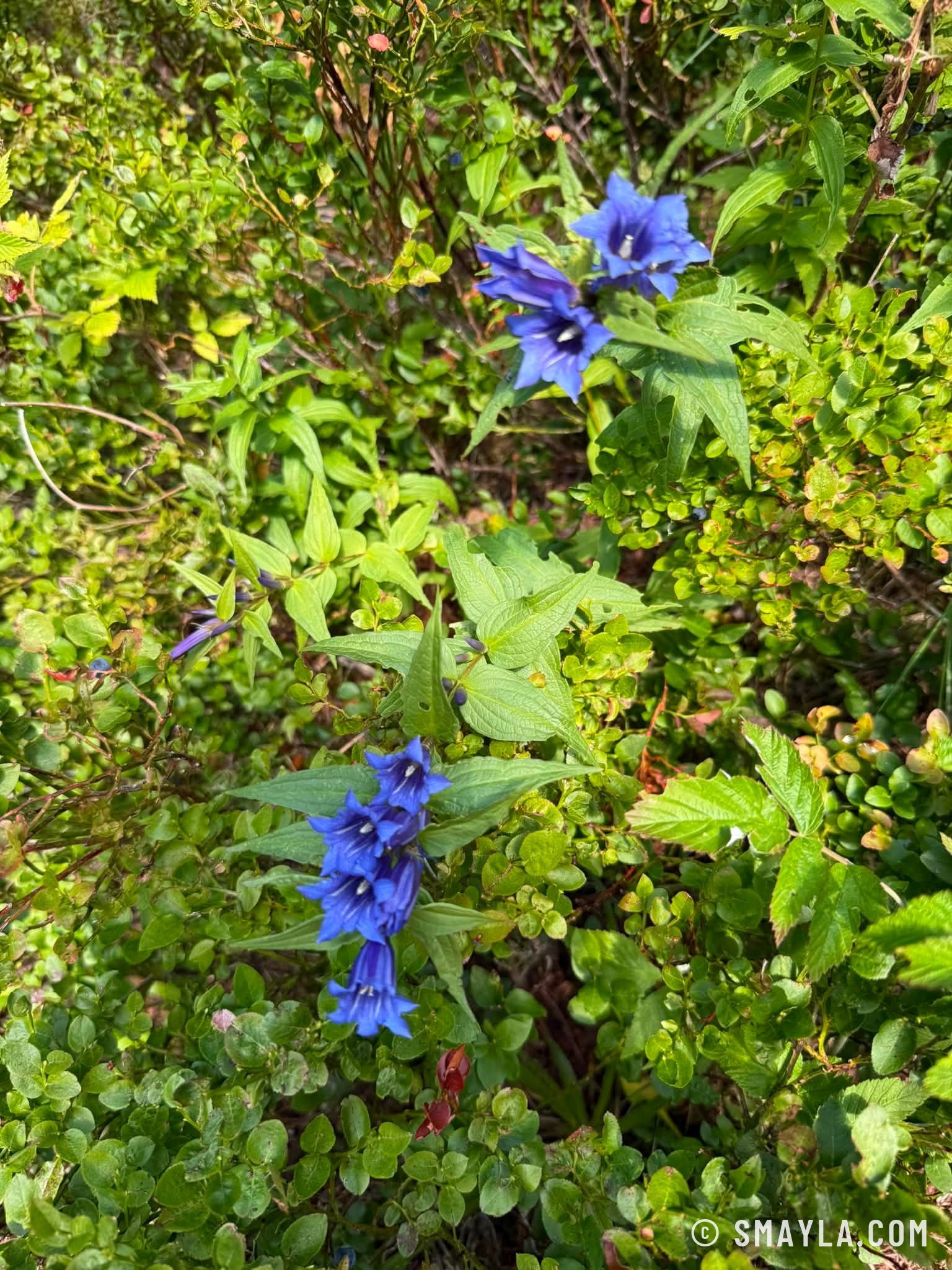 Gentianes au bord du sentier