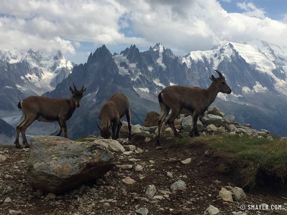 Bouquetins devant le massif du Mont-Blanc