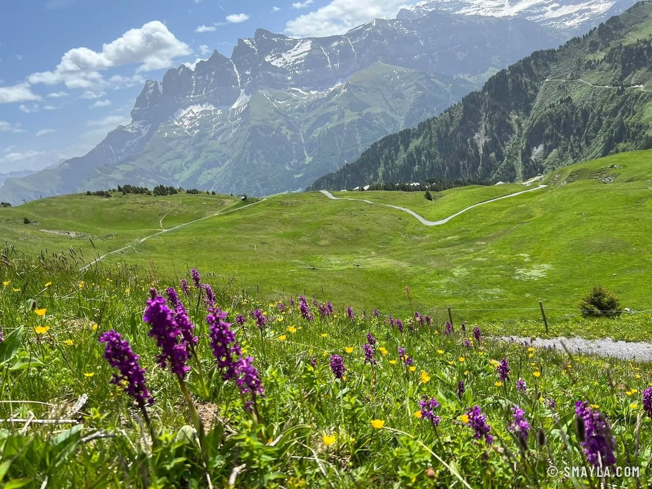 Orchidées face aux Dents du Midi