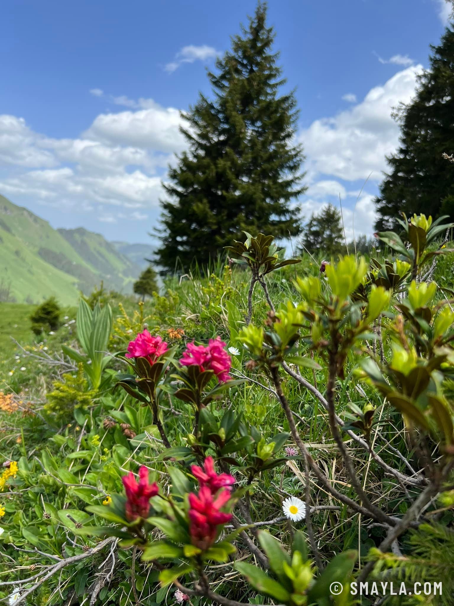 Rhododendrons sous les sapins