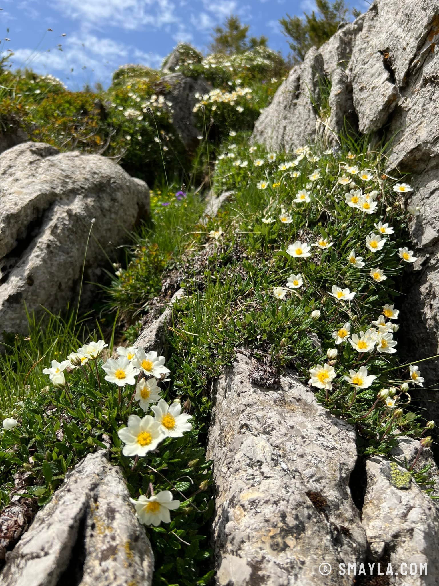 Dryades sur le rocher