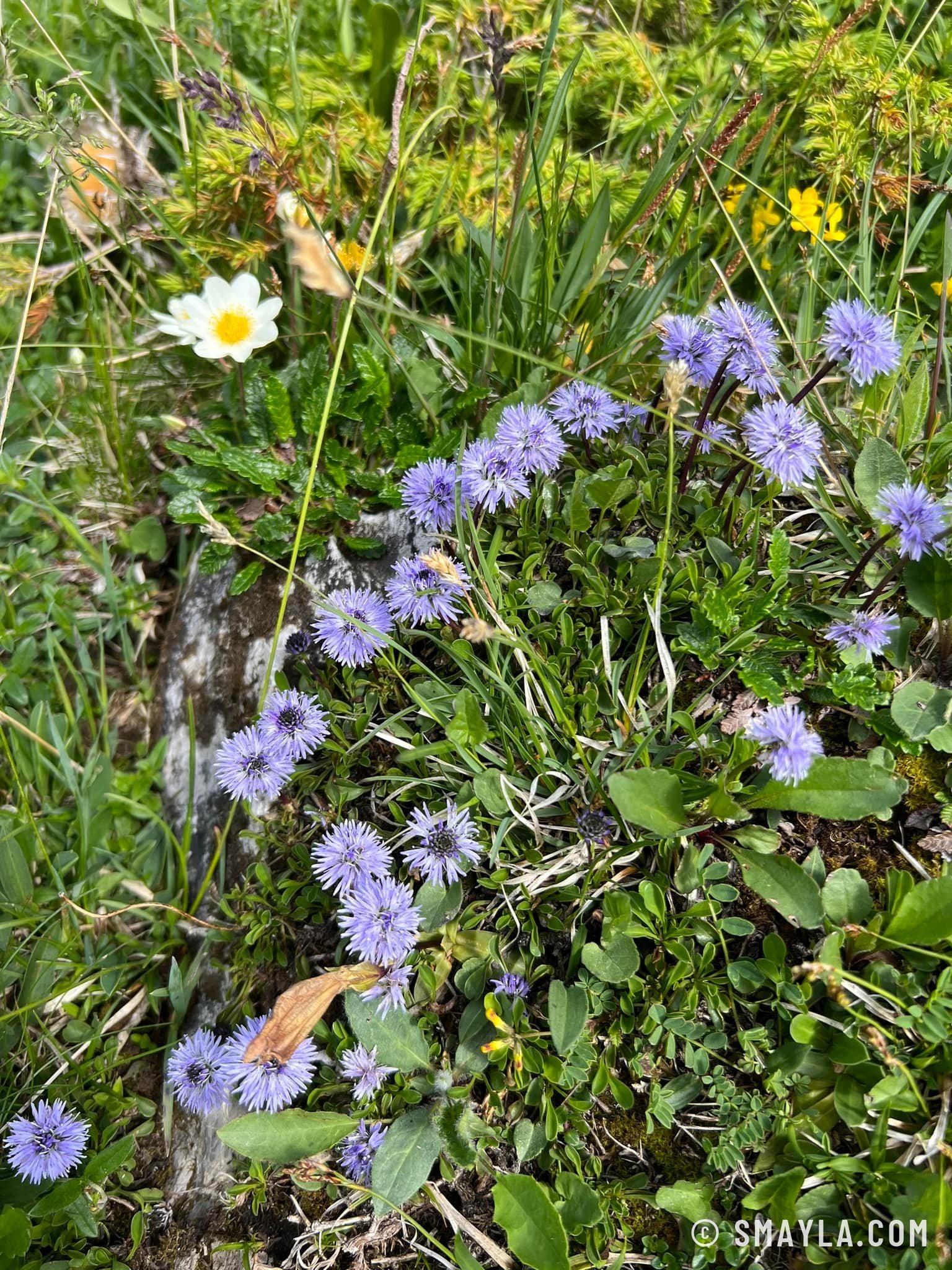 Globulaires en fleurs