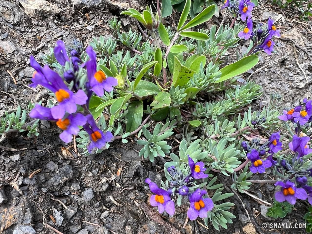 Violettes des Alpes