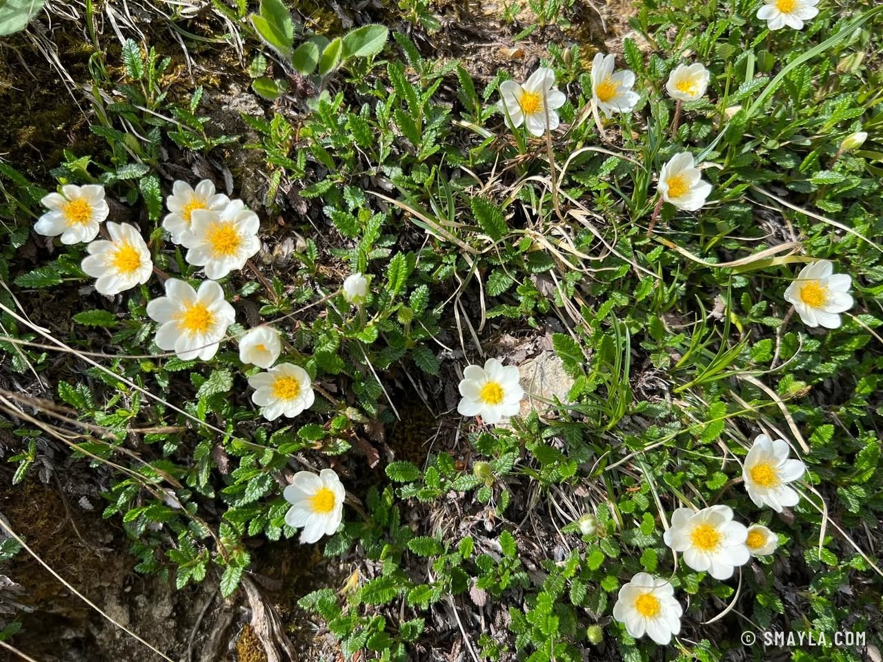 Anémones blanches