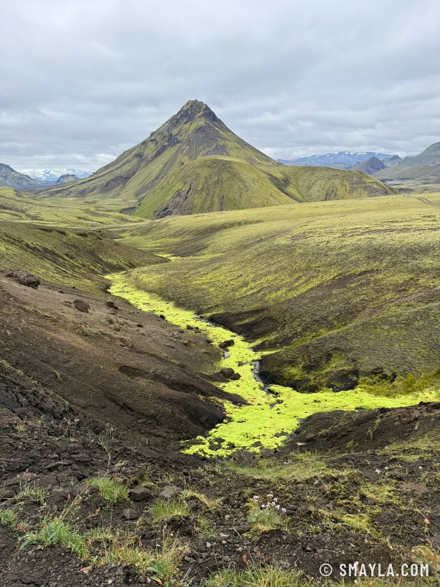 Green desert