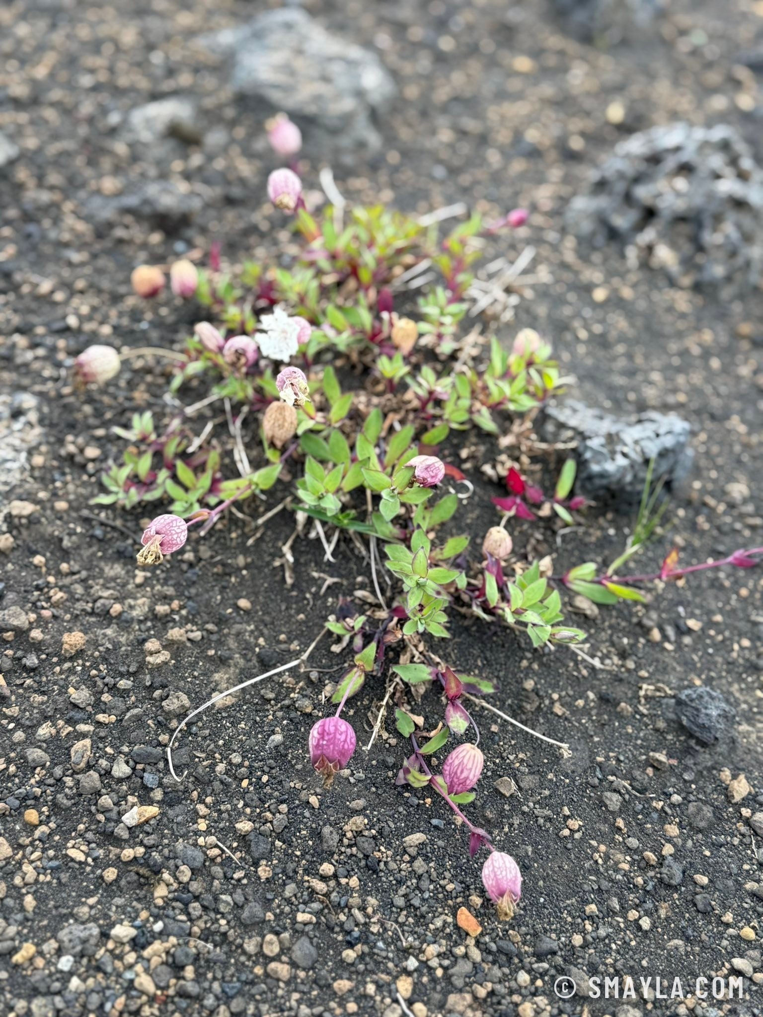 Flowers in the black sand