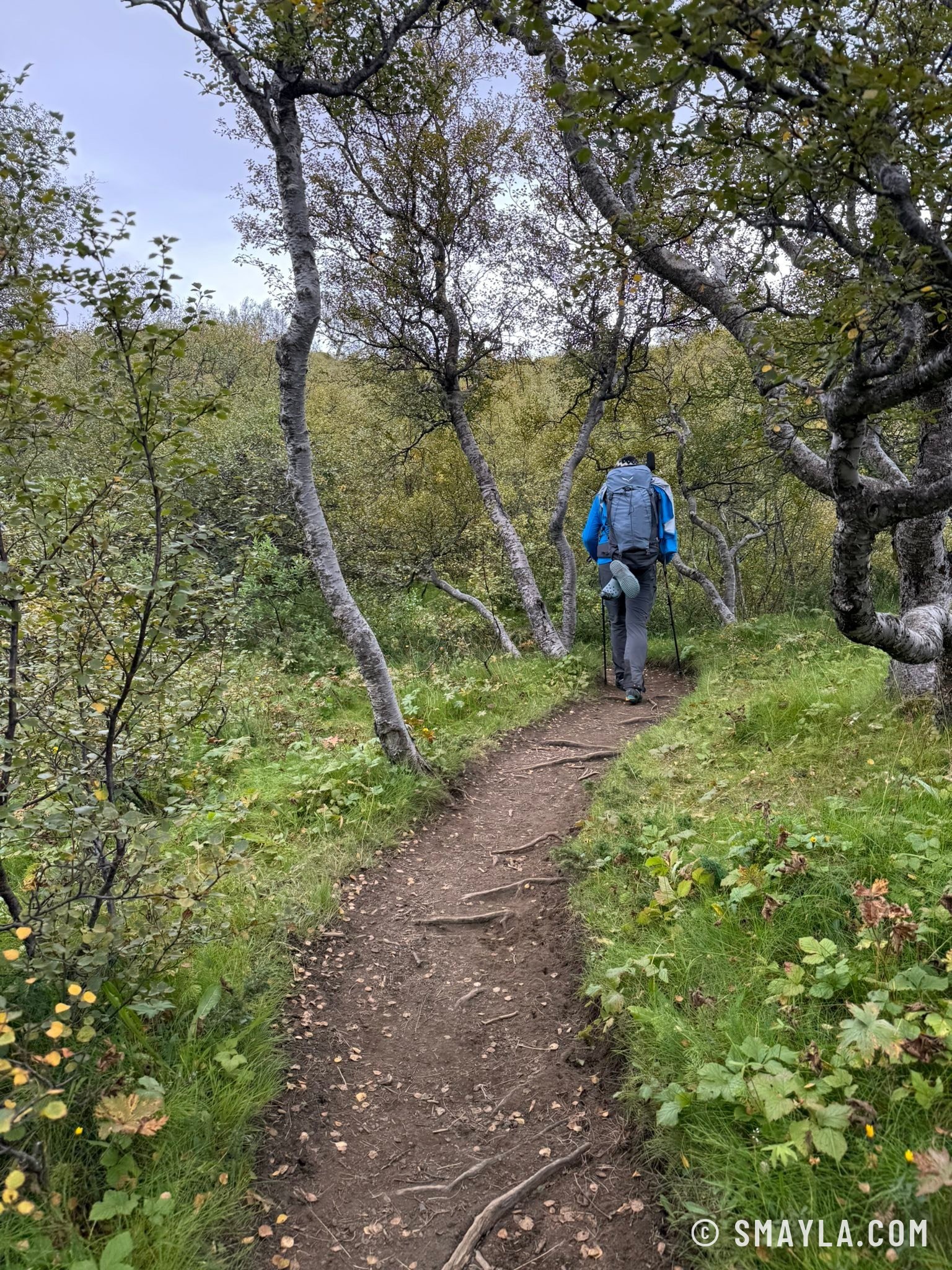The birches of Þórsmörk