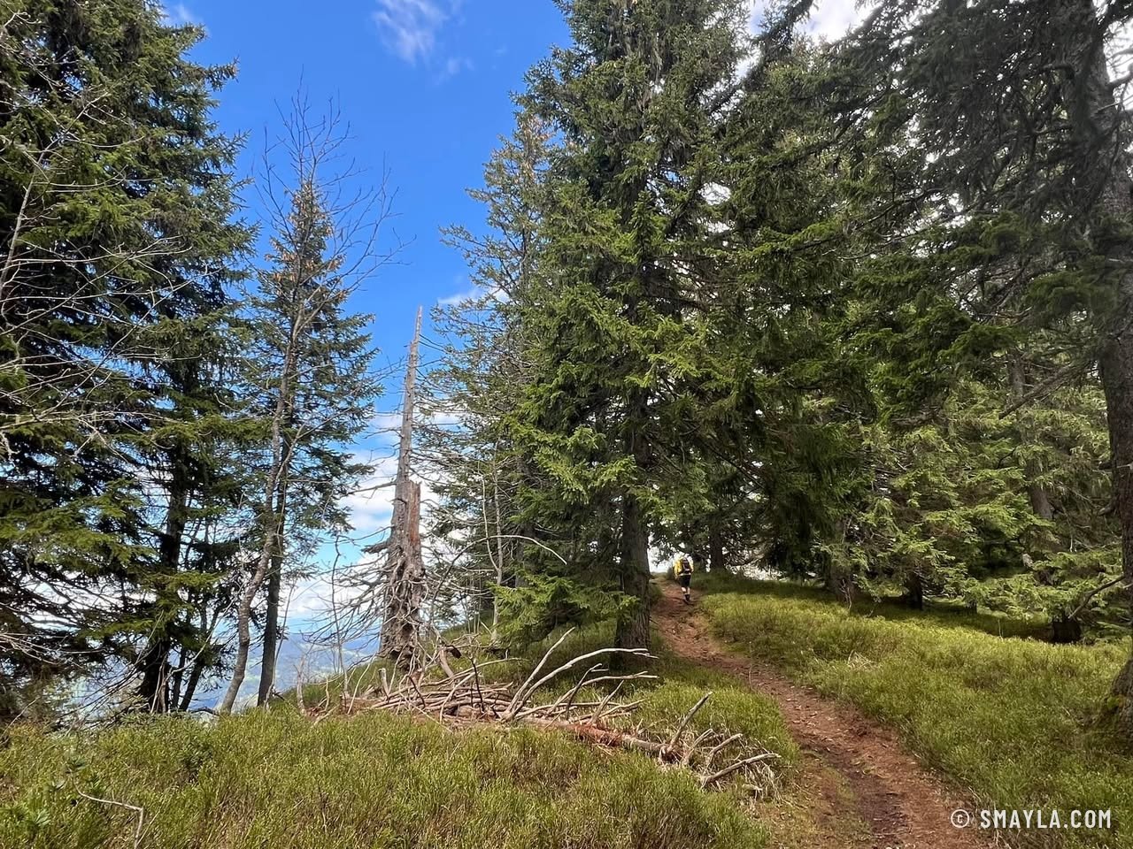 Path through the forest