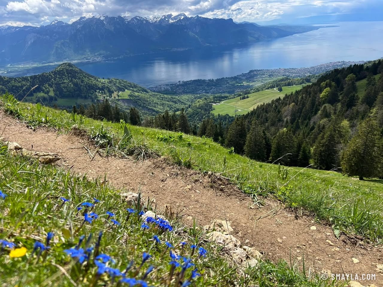 Gentians by the path