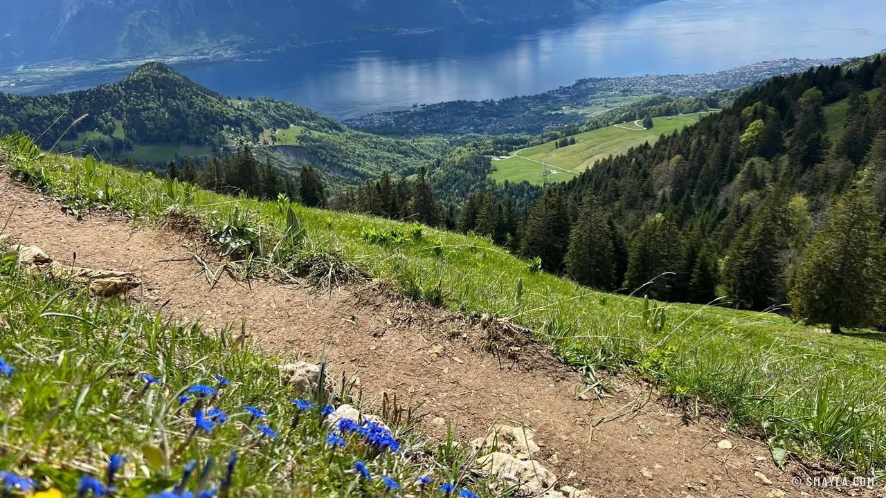 Gentians by the path