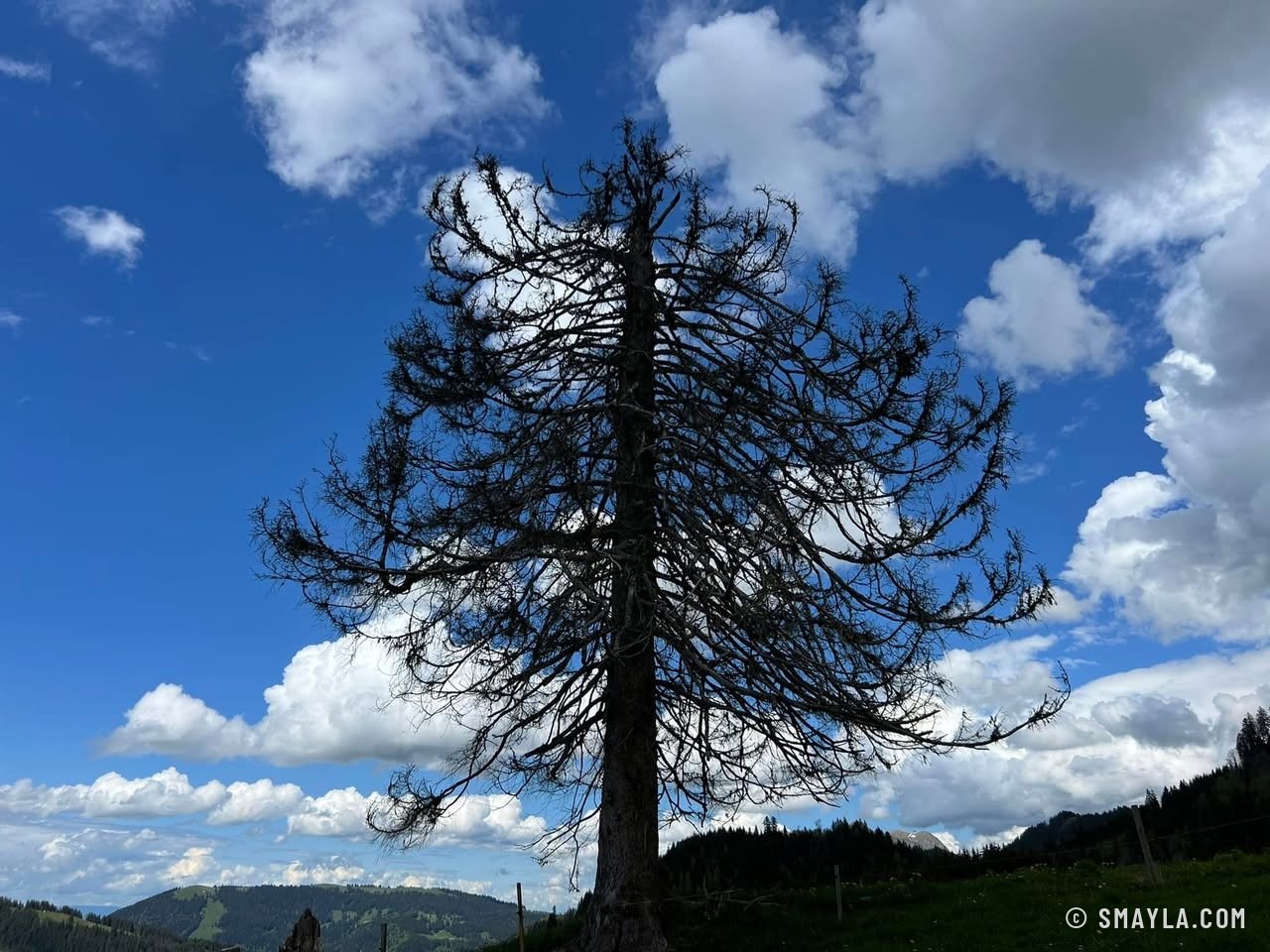 Dead tree under the clouds