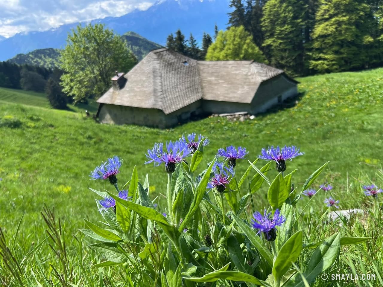 Mountain cornflowers in front of a chalet
