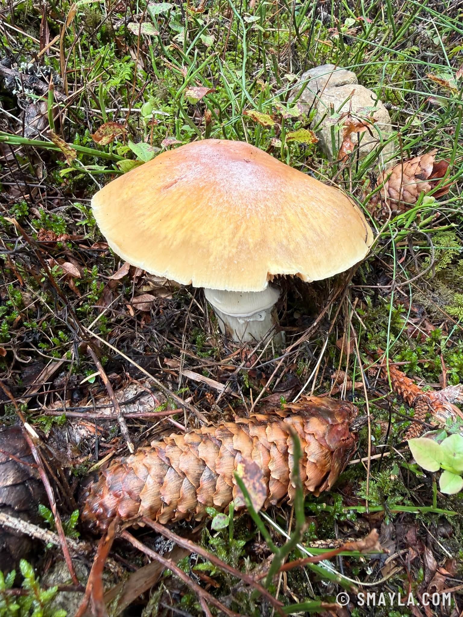Champignon et pomme de pin