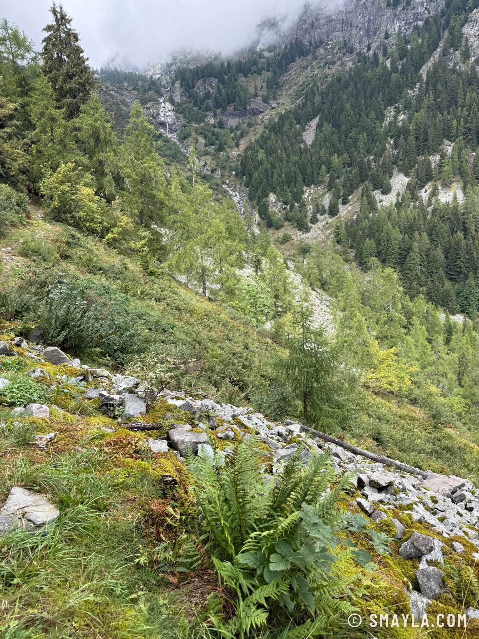 Vallée boisée