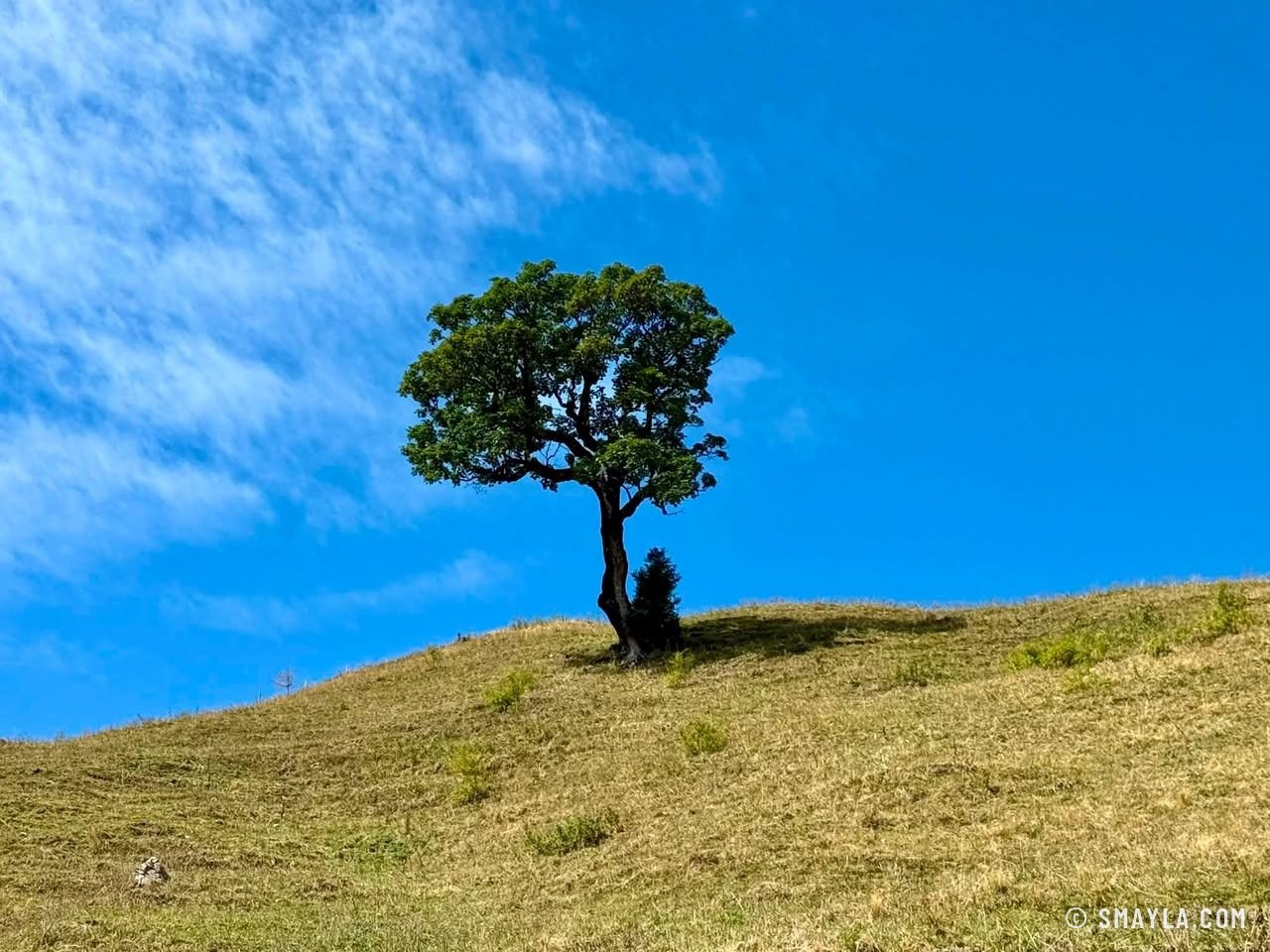Lone tree on the ridge