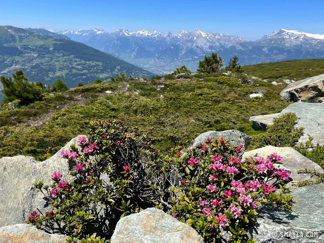 Rhododendrons et sommets enneigés