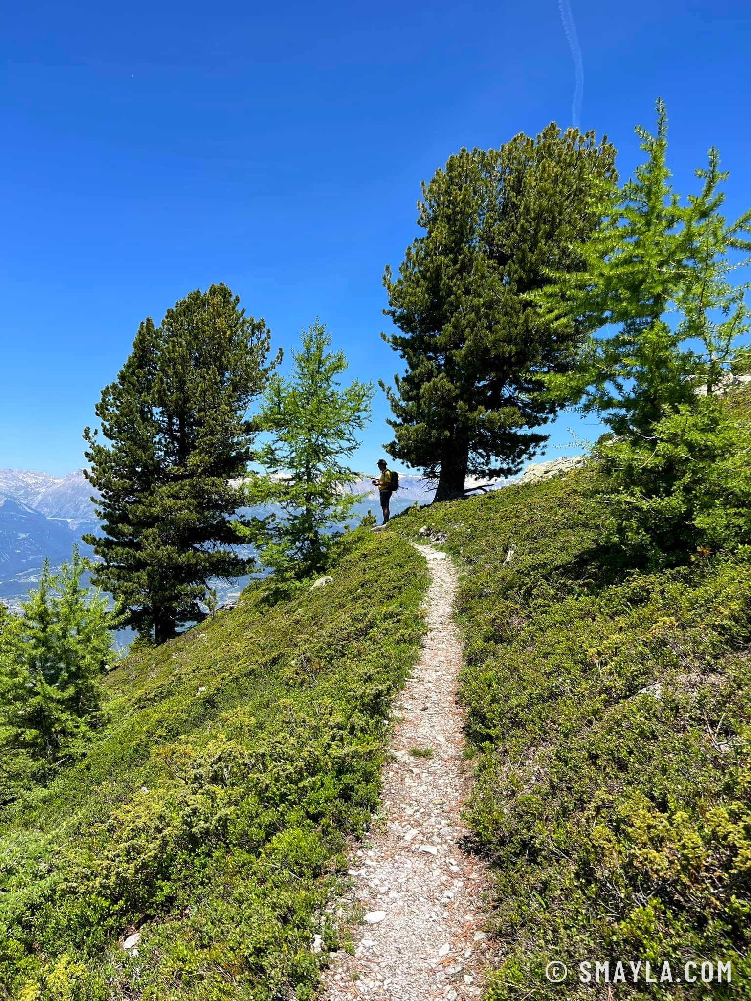 Sentier entre les arolles