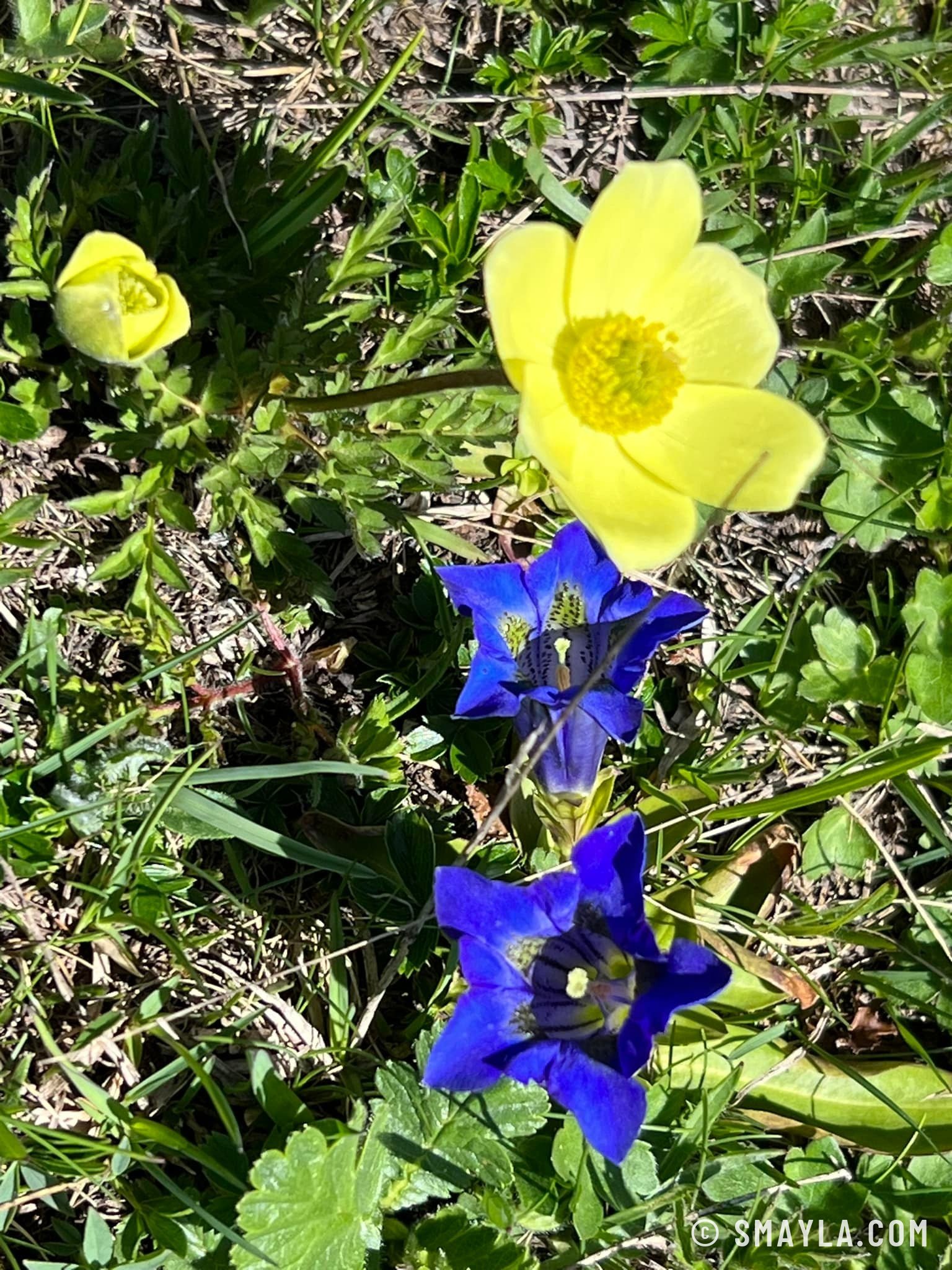 Gentianes en fleurs