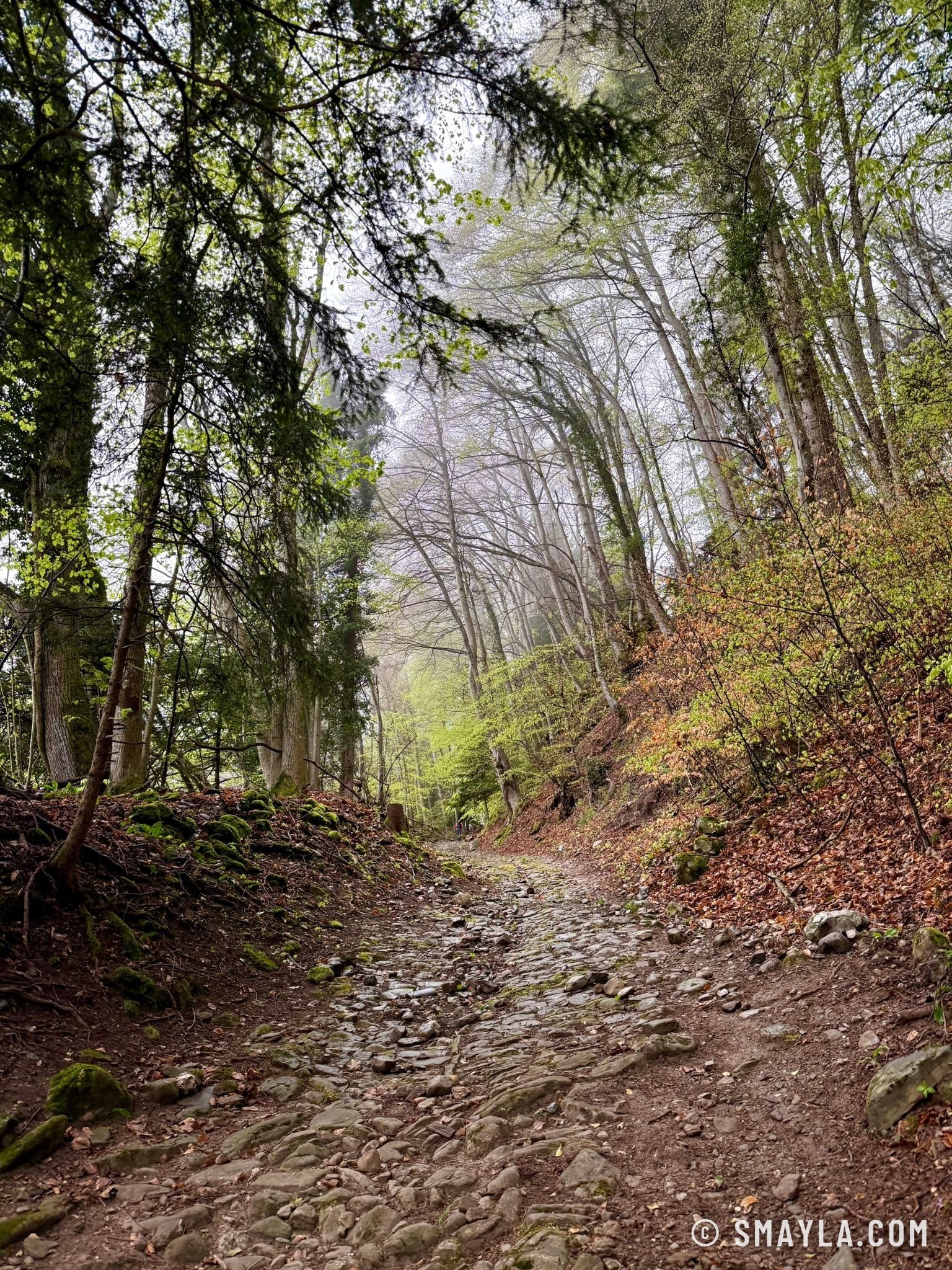 Chemin creux dans la forêt